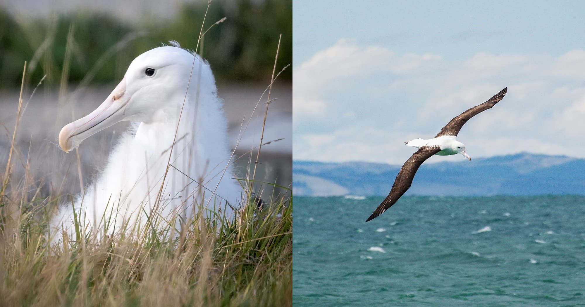 Double Albatross Combo