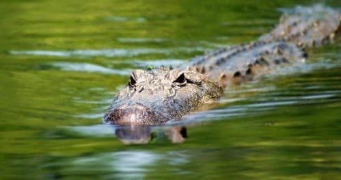 Swamp Tour