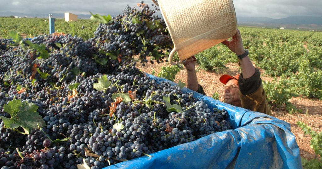 Half-day Winery tour from Zaragoza