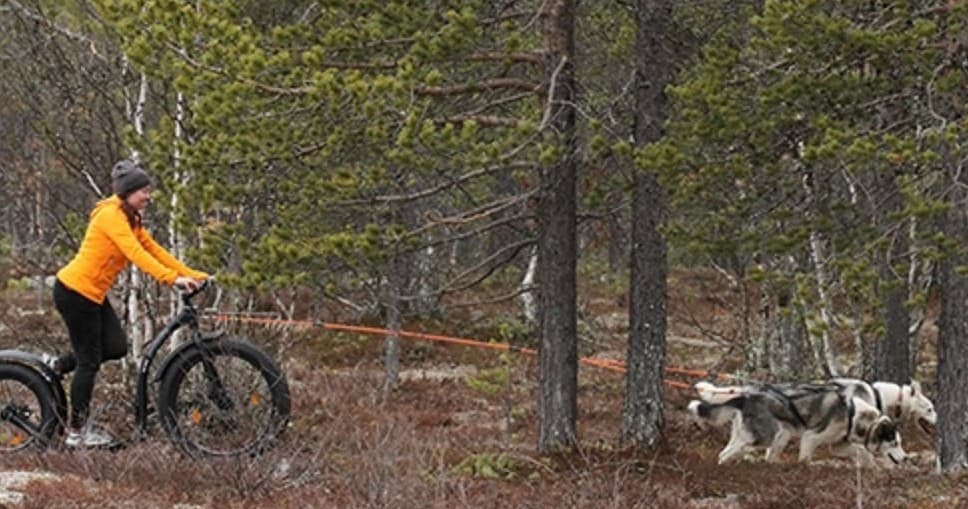 2km Husky Bikejoring / Fatmax-Joring