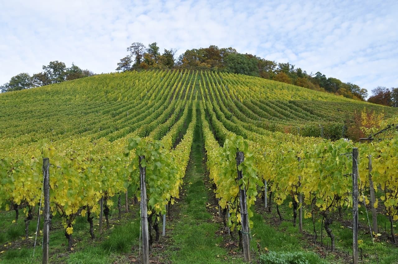 Montefalco & the Spirit of Sagrantino: Wine, Landscape & Slow Discovery
