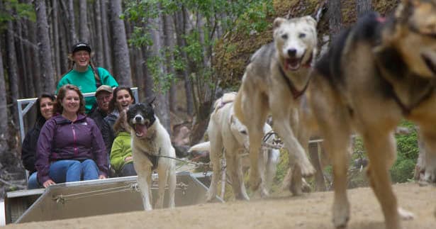 Yukon Dog Sledding and Sightseeing Tour