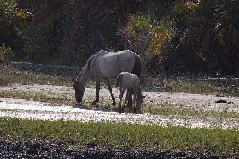 2 Hour Nature/Wildlife Private Boat Tour