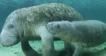 Swim With Manatee Tour