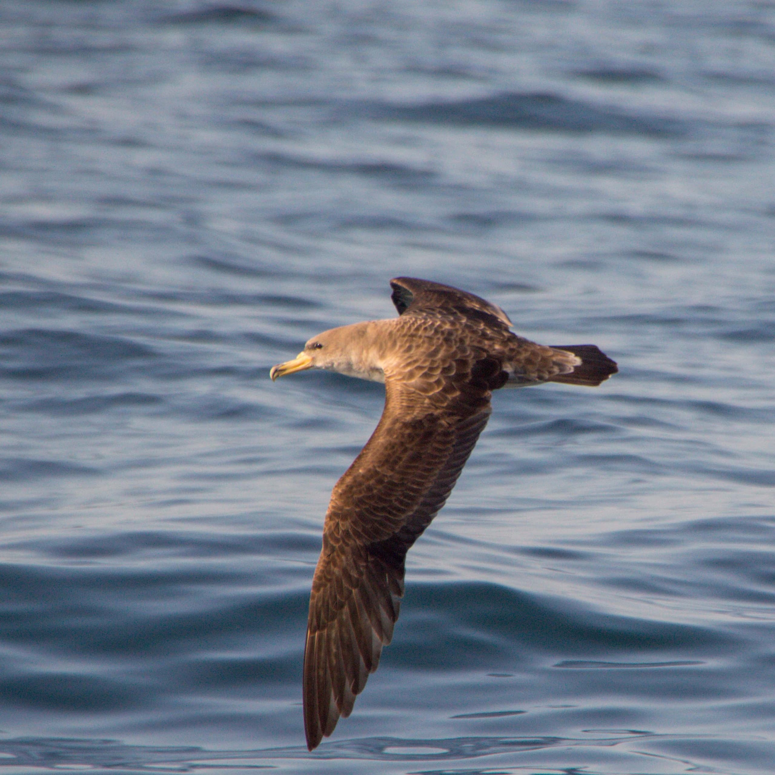 Aves Marinhas