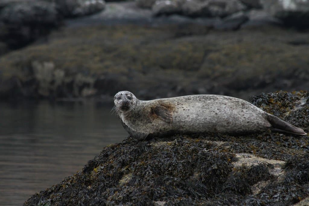 Hebridean Sea Wildlife Explorer
