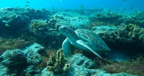 Advanced Snorkel Tour