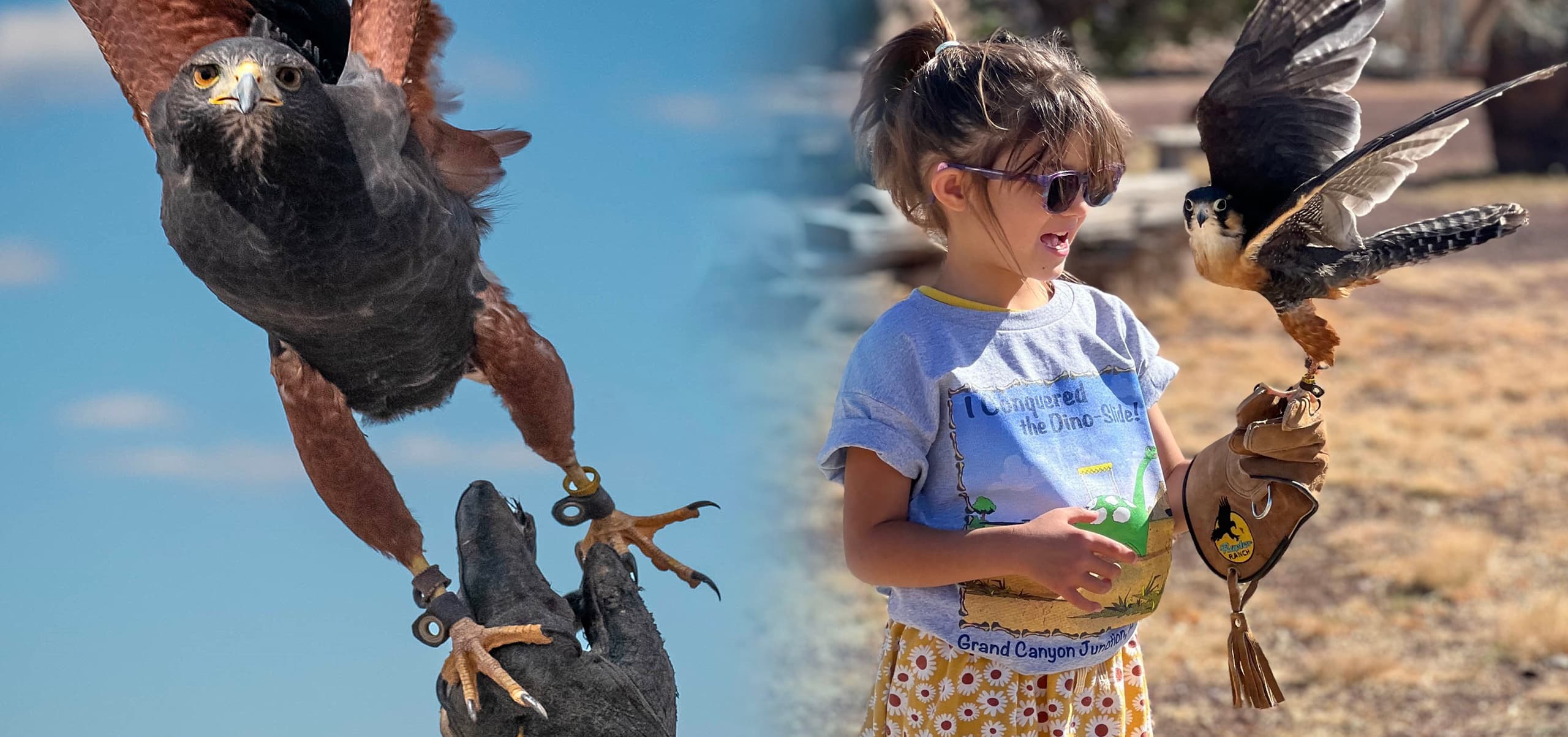 Grand Canyon Falconry 101