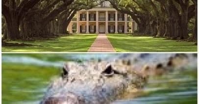Pontoon Boat Swamp Tour & Oak Alley Antebellun Plantation