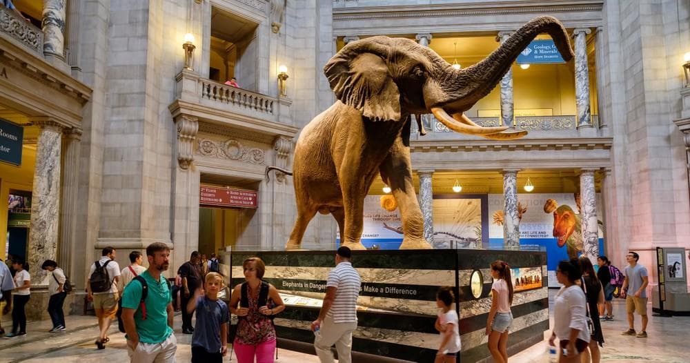 New York: NYC American Museum of Natural History Family Private Tour
