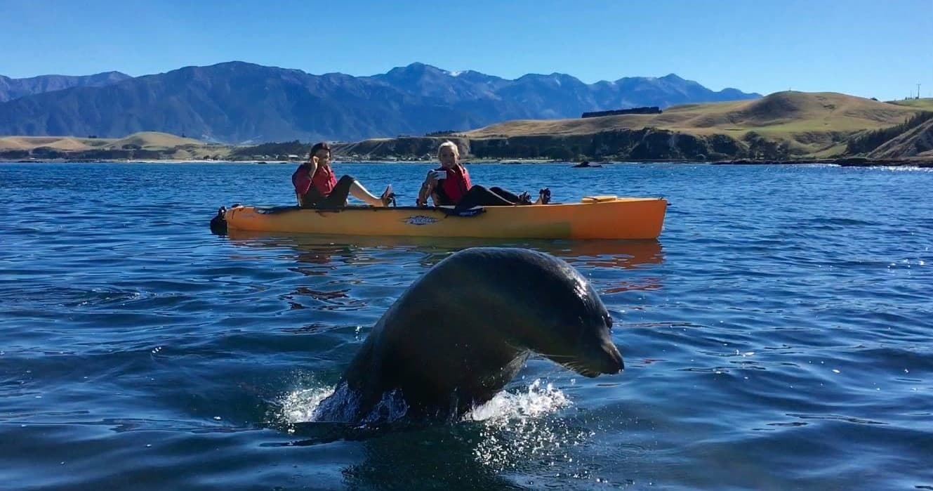 Seal Kayak Tour