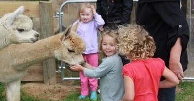 Alpaca Feeding Trail