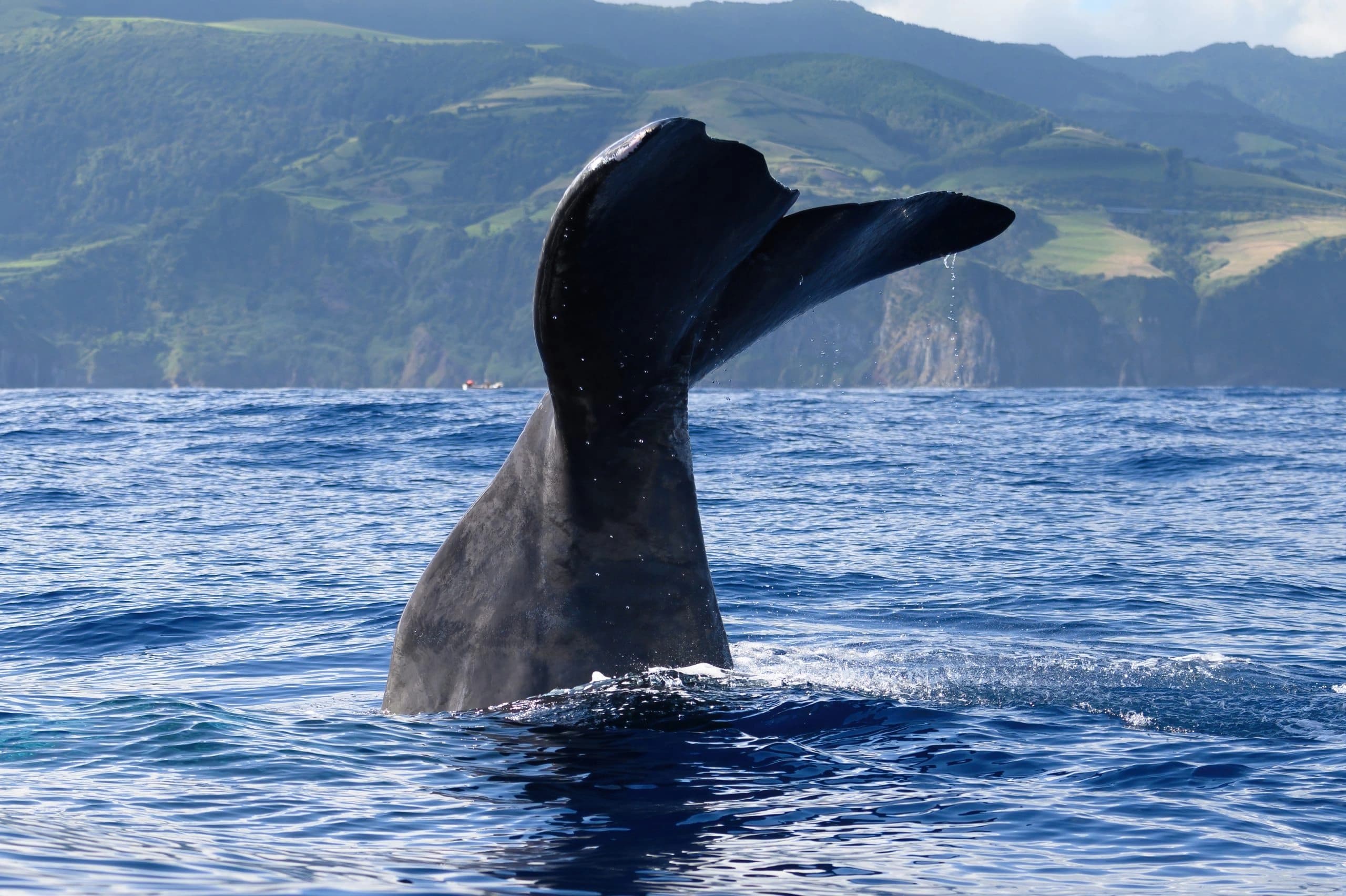 Observação de Baleias e Golfinhos na Costa Norte de São Miguel - Meio Dia