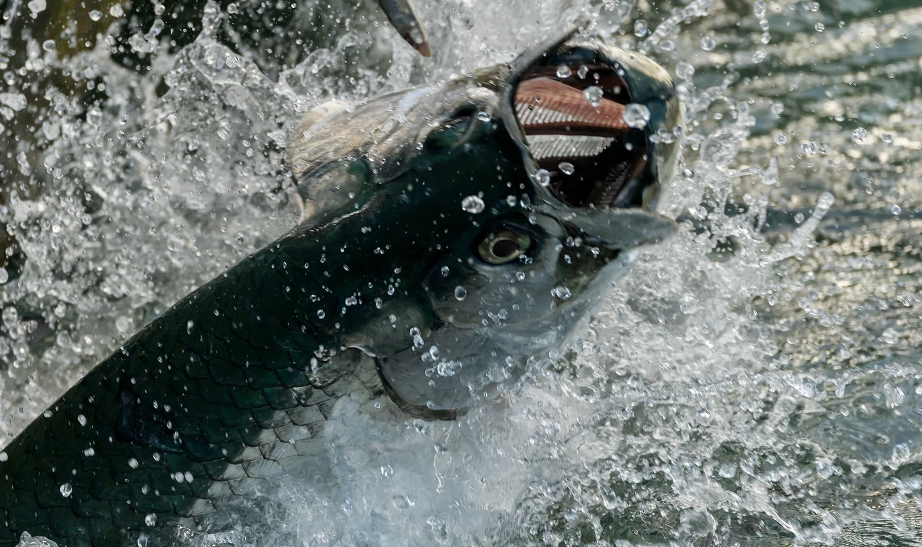 Sunrise Tarpon Fishing