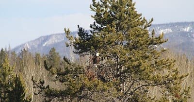 Grand Teton Full-Day Van Tour