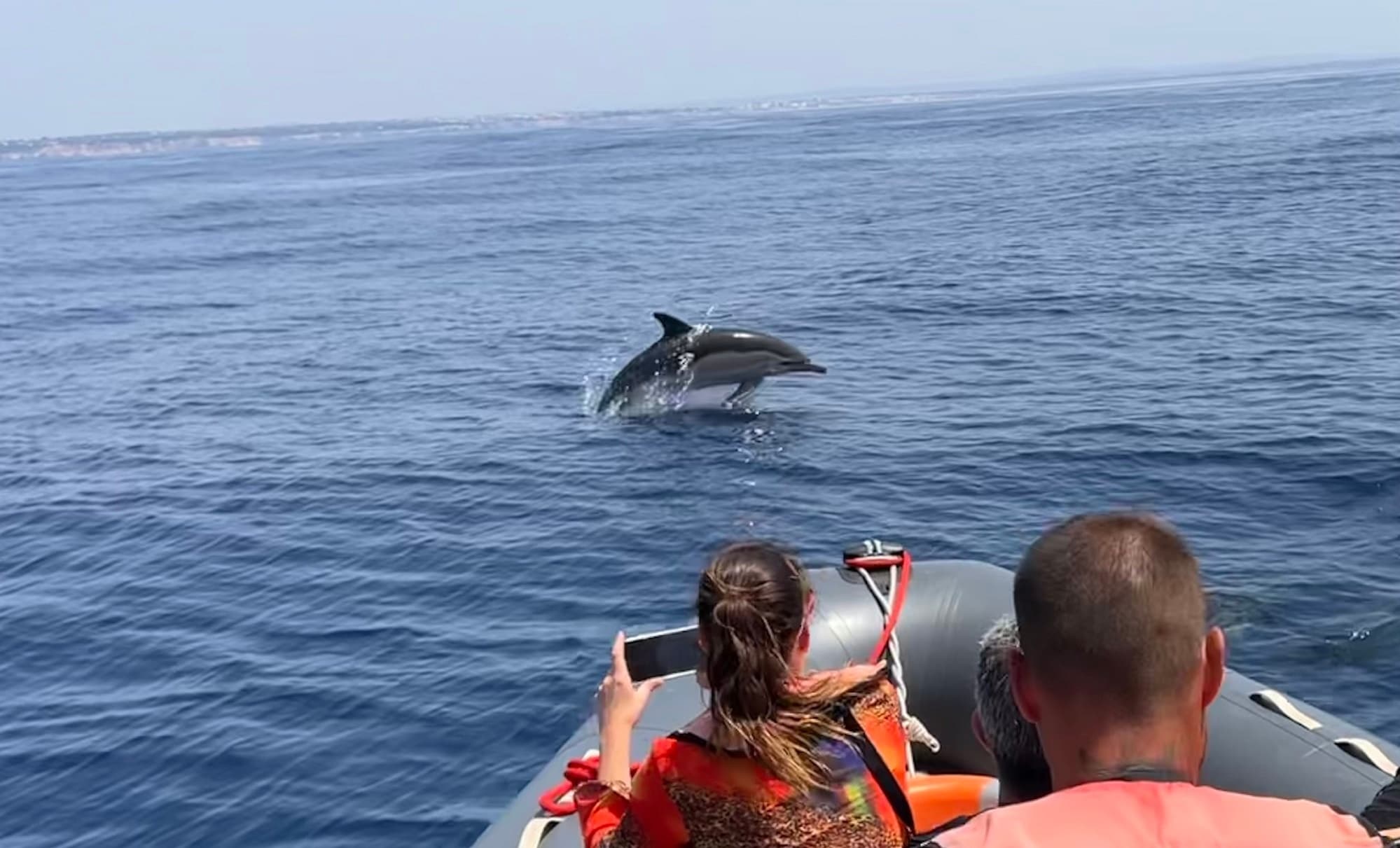 EXPEDITION🐬🐋Dolphins & Marine Wildlife