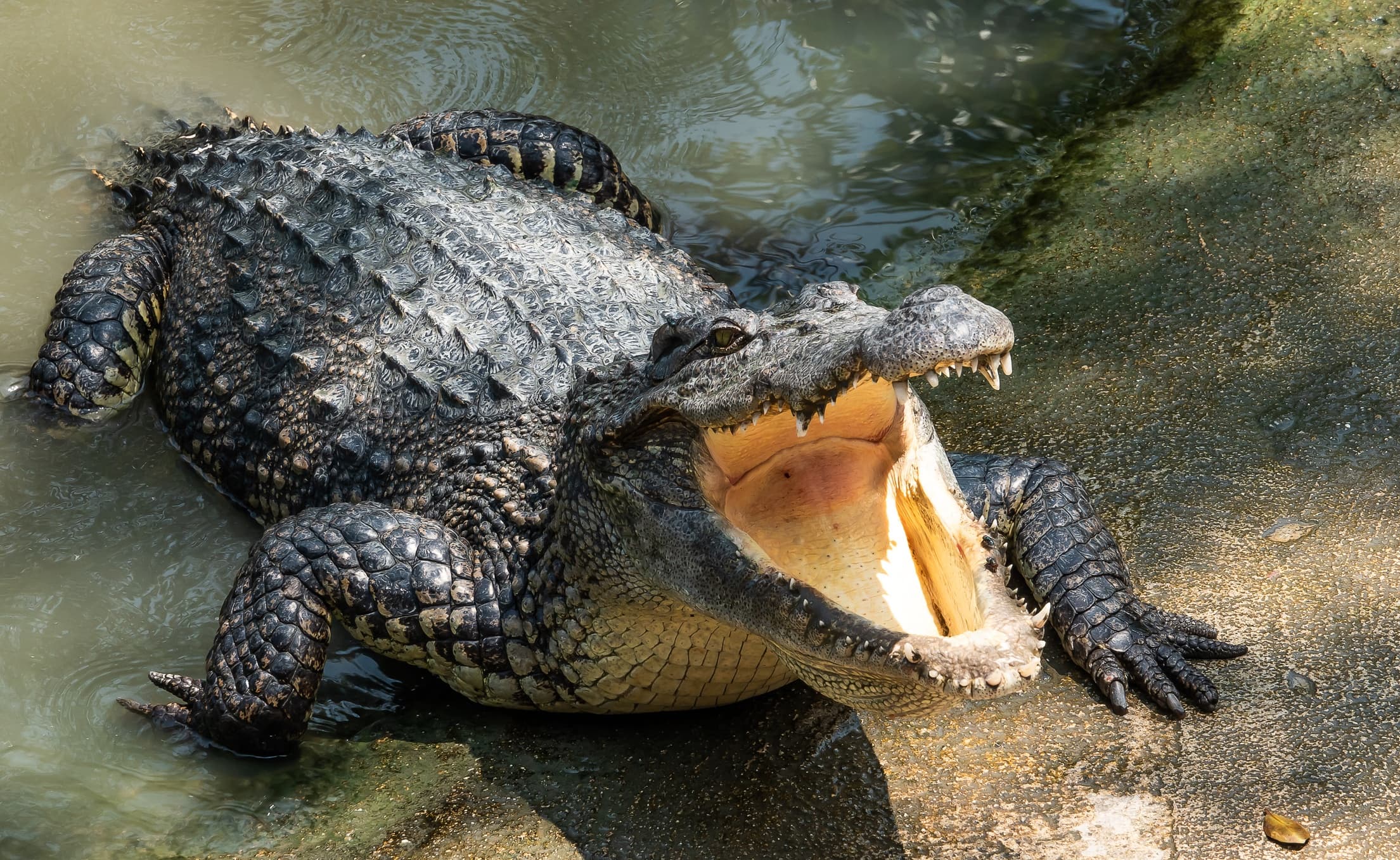 Private Everglades Tour