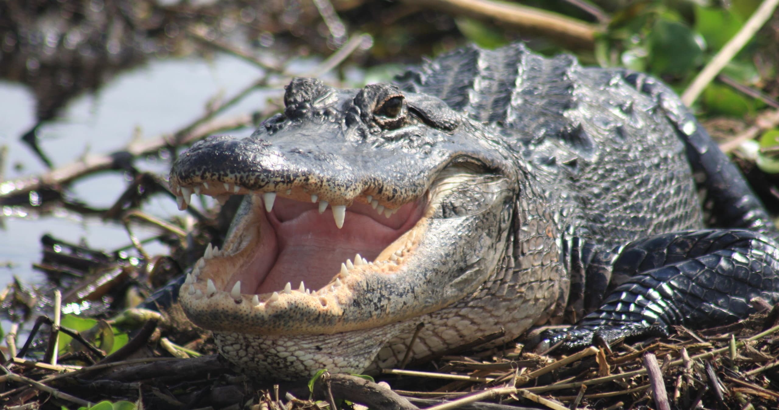 Everglades Day Safari from Fort Myers/Naples Area