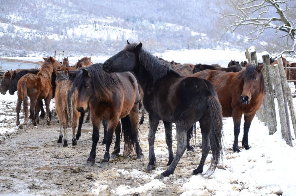 Passeggiata a cavallo di due ore