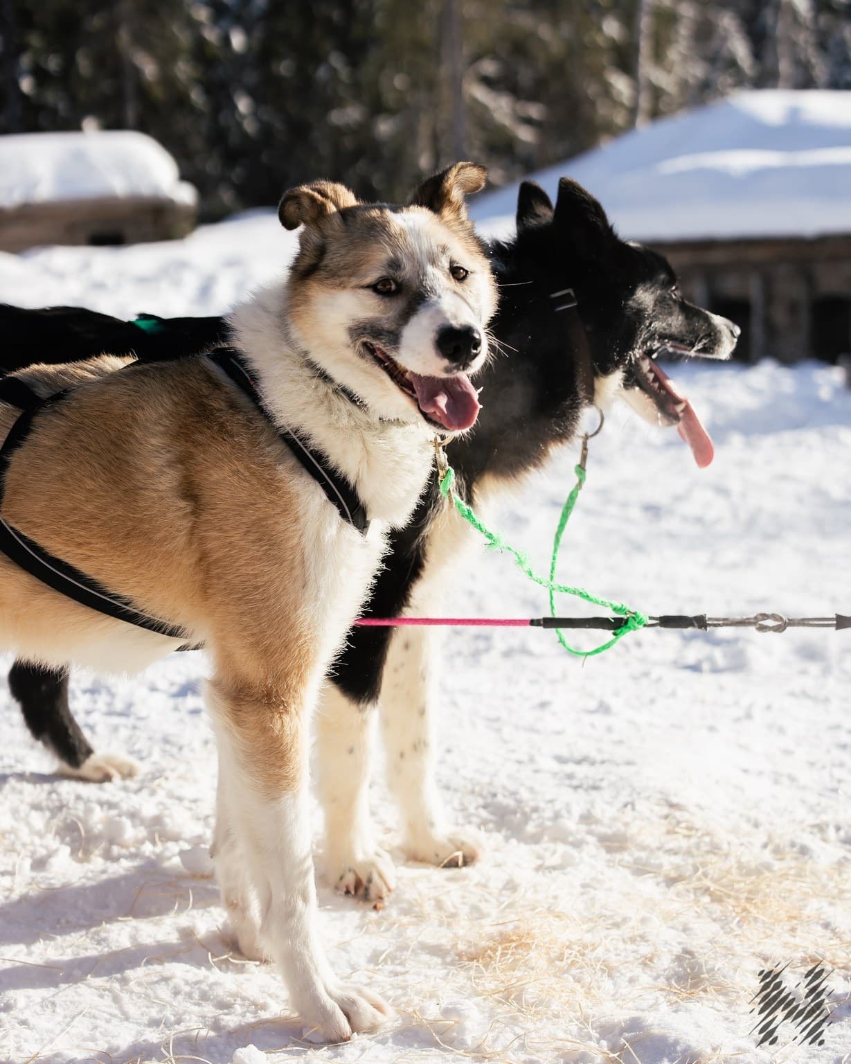 The Husky Experience (Skyland)