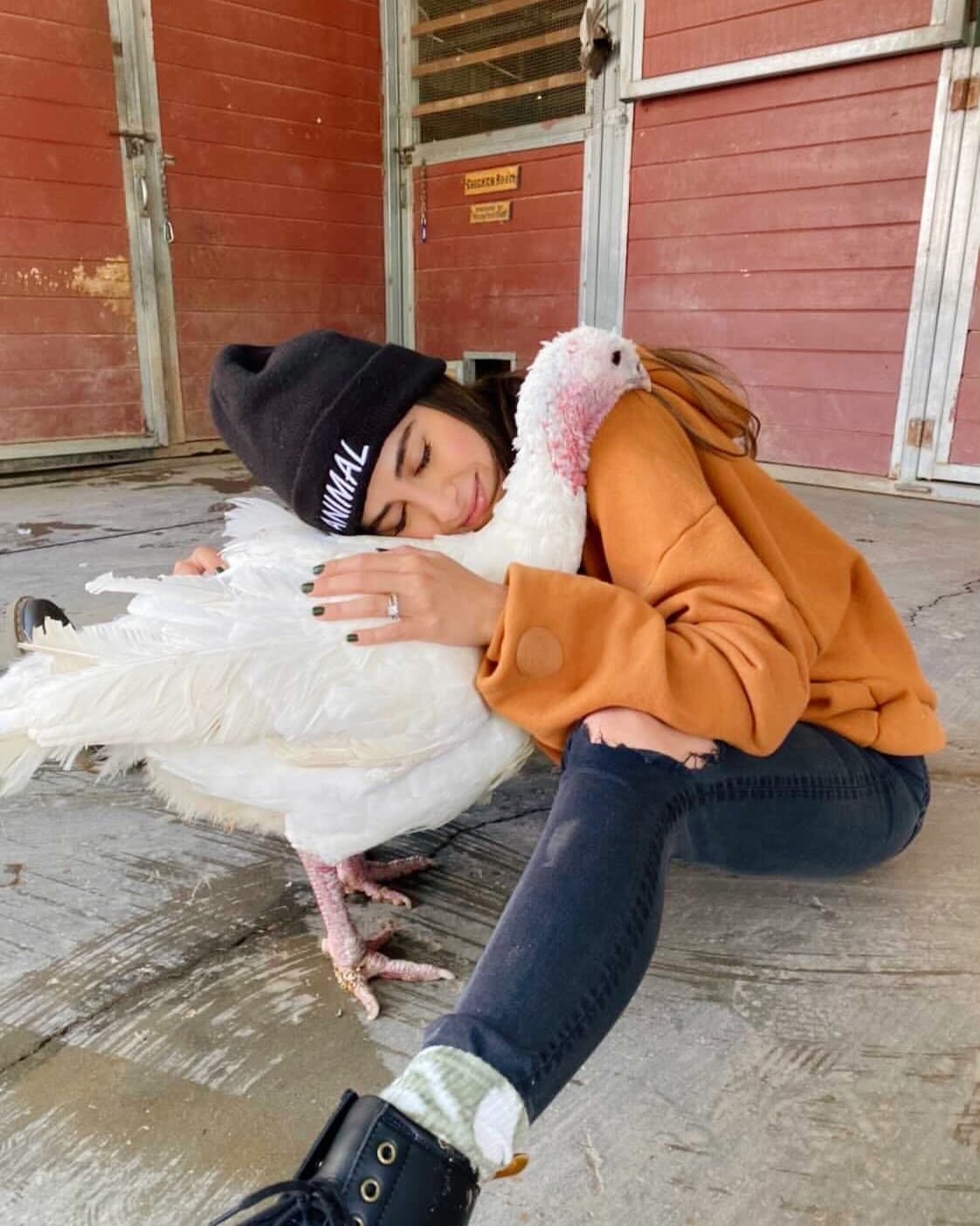 Barnyard Therapy