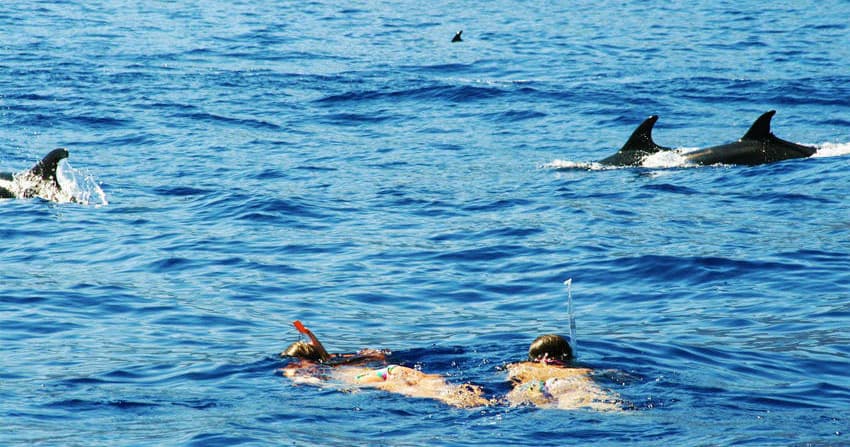 Whale & Dolphin Watching