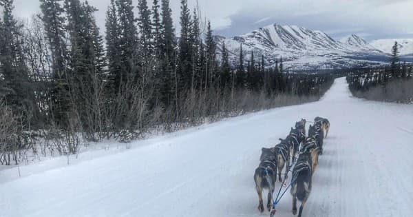 Winter Two Hour Dog Sled Ride