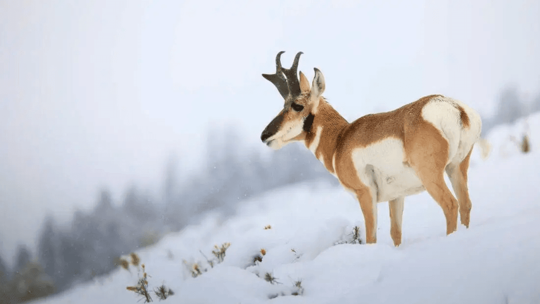 Yellowstone Winter Wildlife Safari - Public Tour