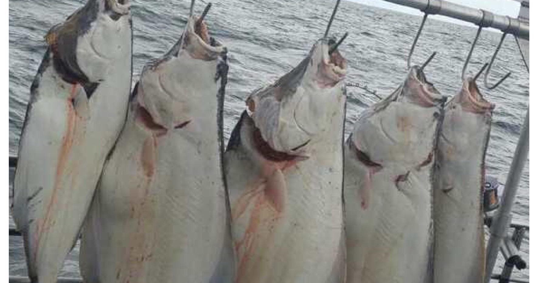 1/2 Day Halibut Fishing on the Irish