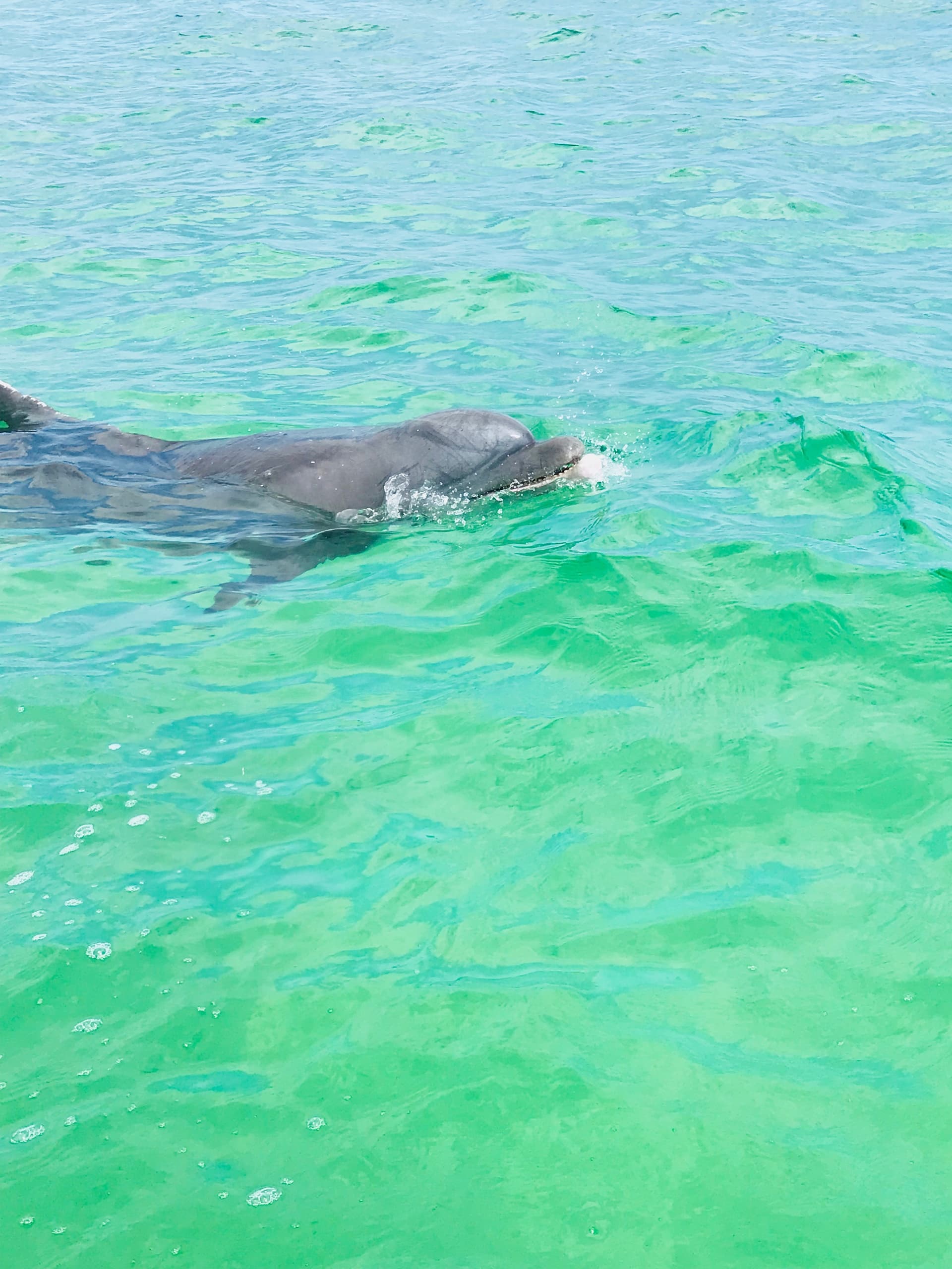 Dolphin Cruise
