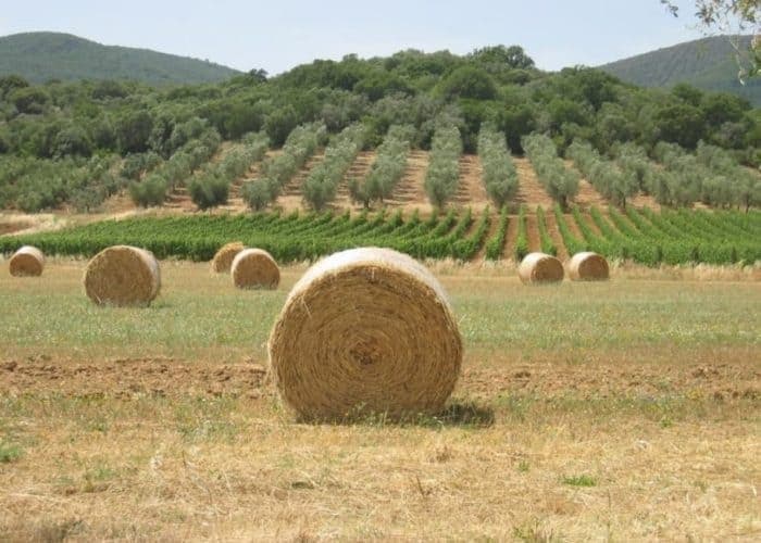 A day in Chianti Region