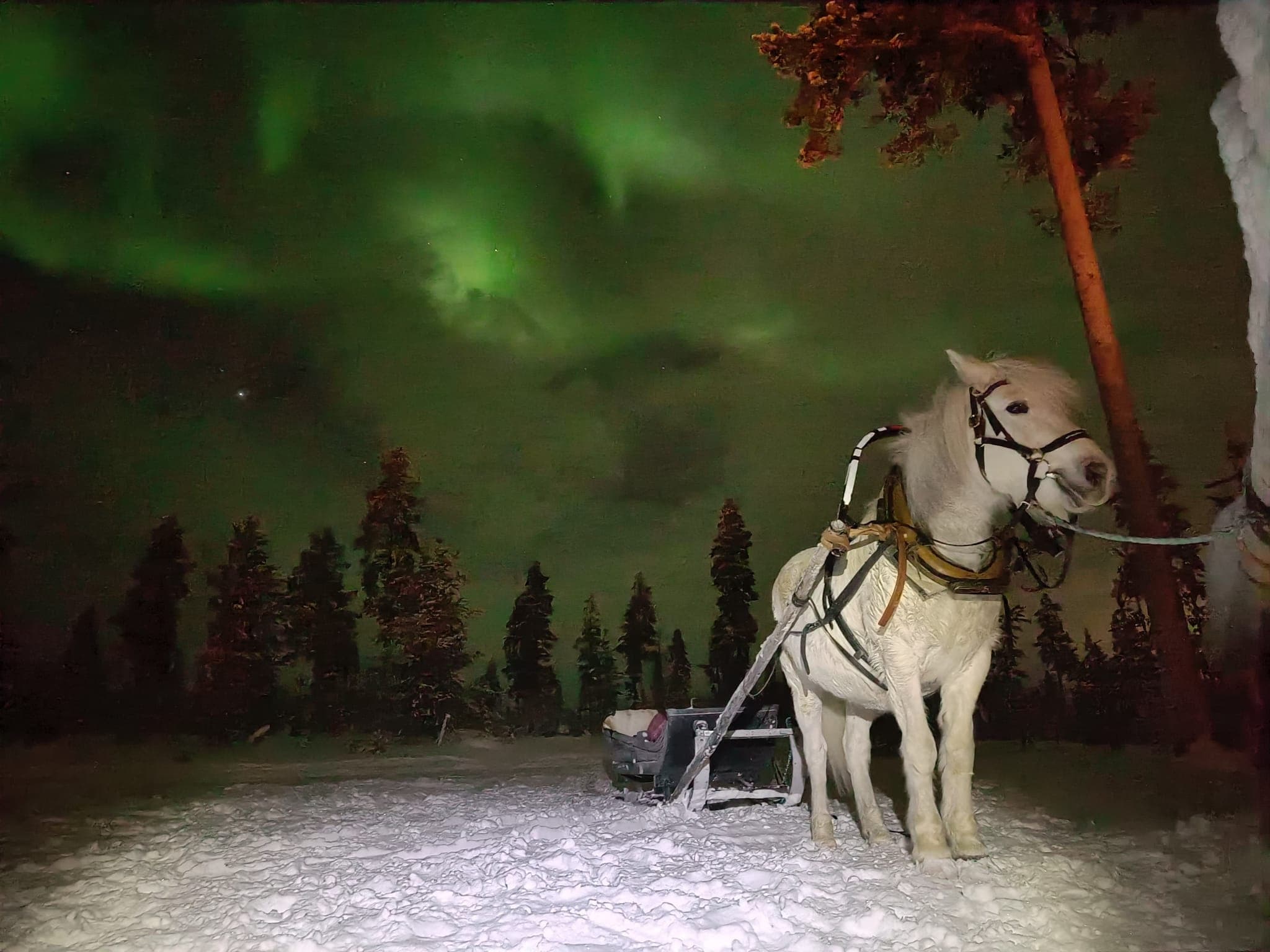 Romantic Aurora Hunting with Horse Sleigh