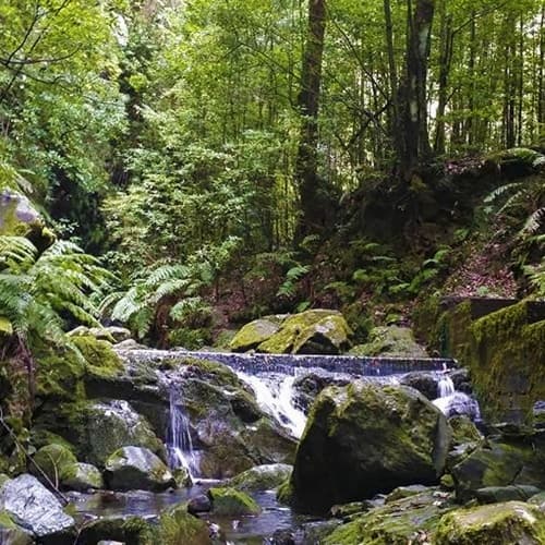 Levada do Rei - Ribeiro Bonito