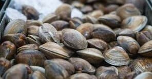 Clam Guns