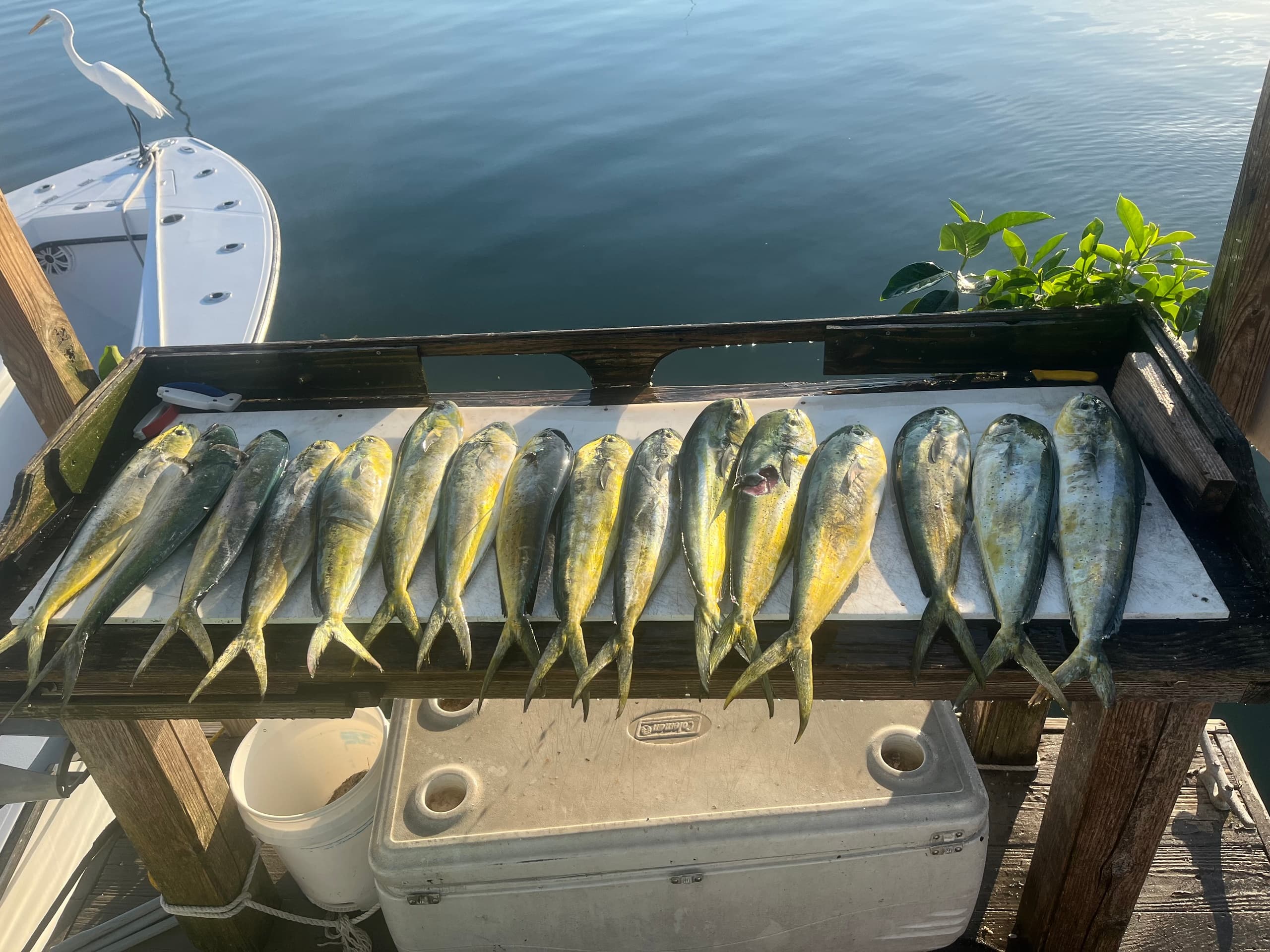 6 Hour (PM) Offshore Trip