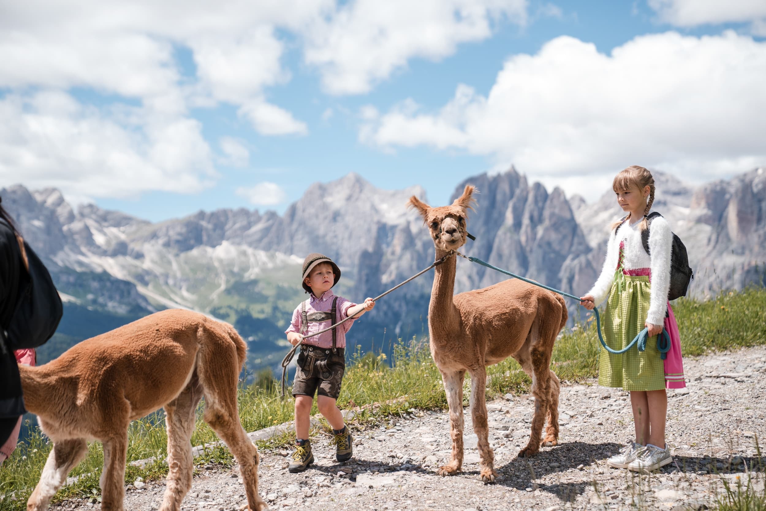 A spasso con gli alpaca