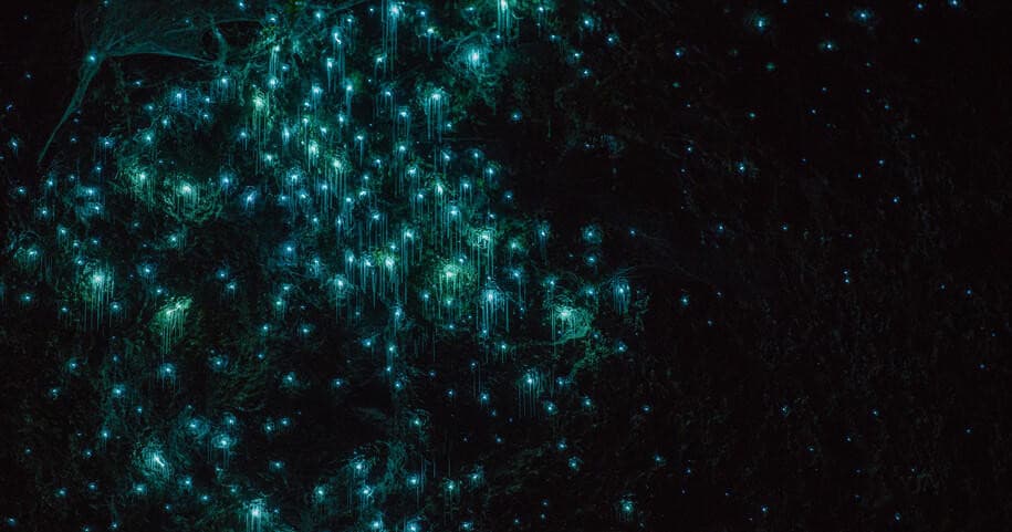 Private Kayak Glow Worm Tour