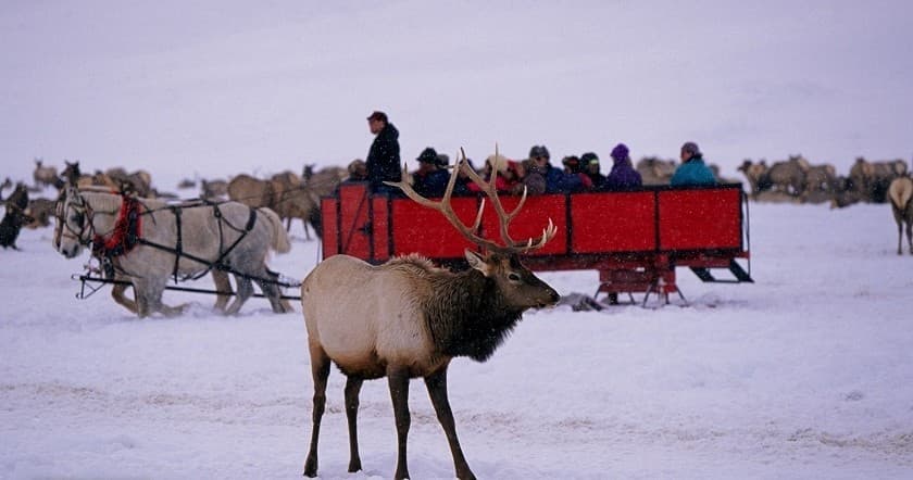 Grand Tetons Winter Wonderland: Full Day Private