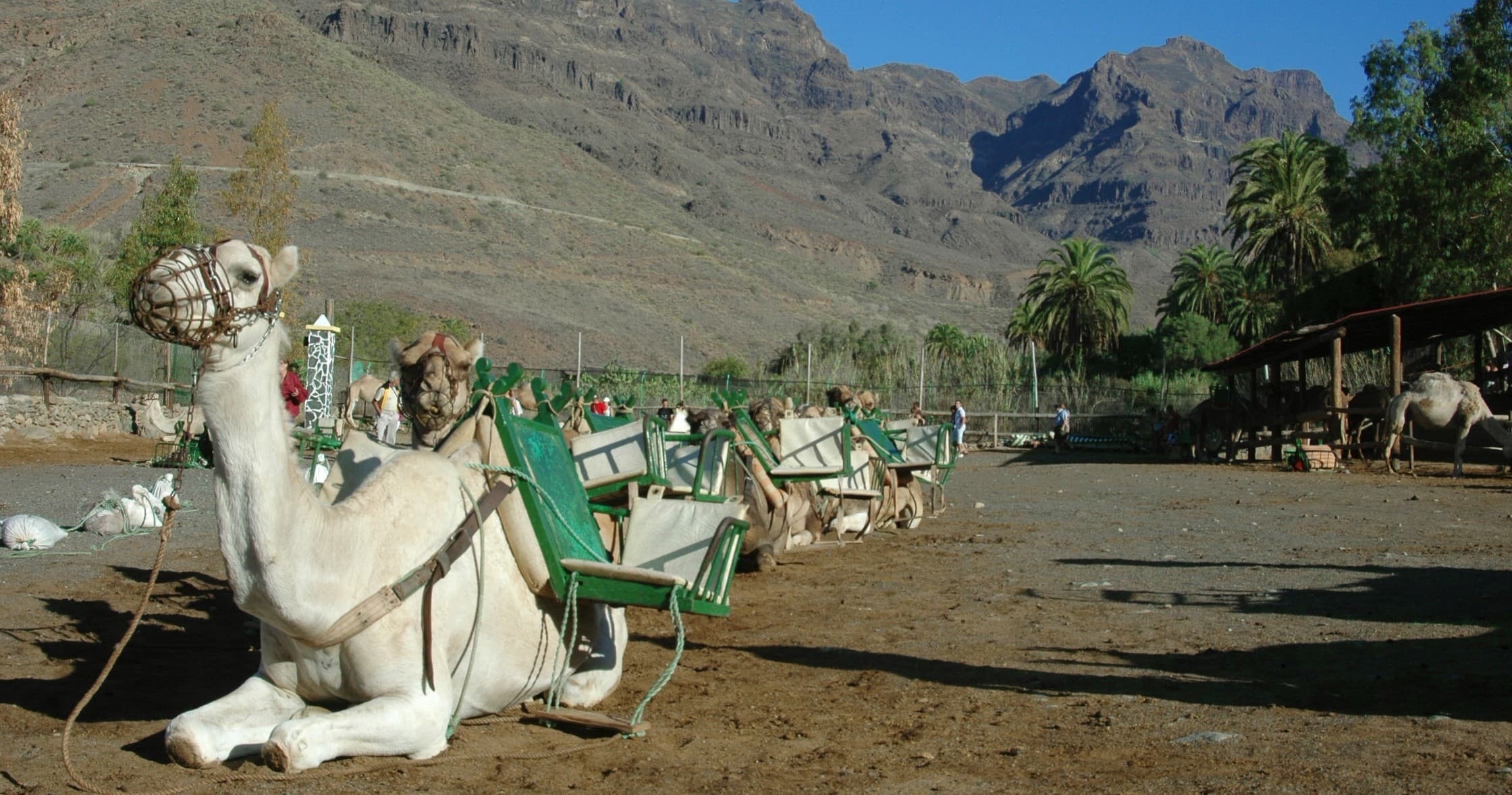 Tour en Camello + Comida + Transfer Zona Mogan