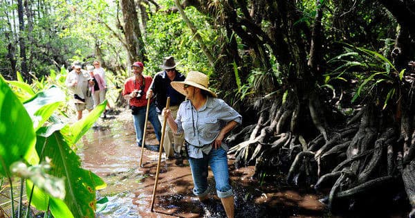 Private Guided Swamp Walk Eco Tour
