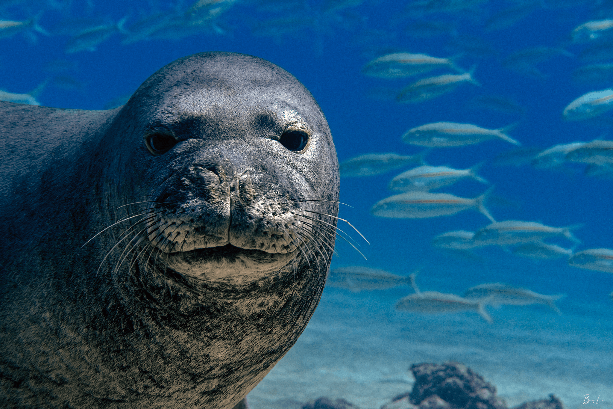 1 Diver for 2 Days - Private PADI Certification with Barry