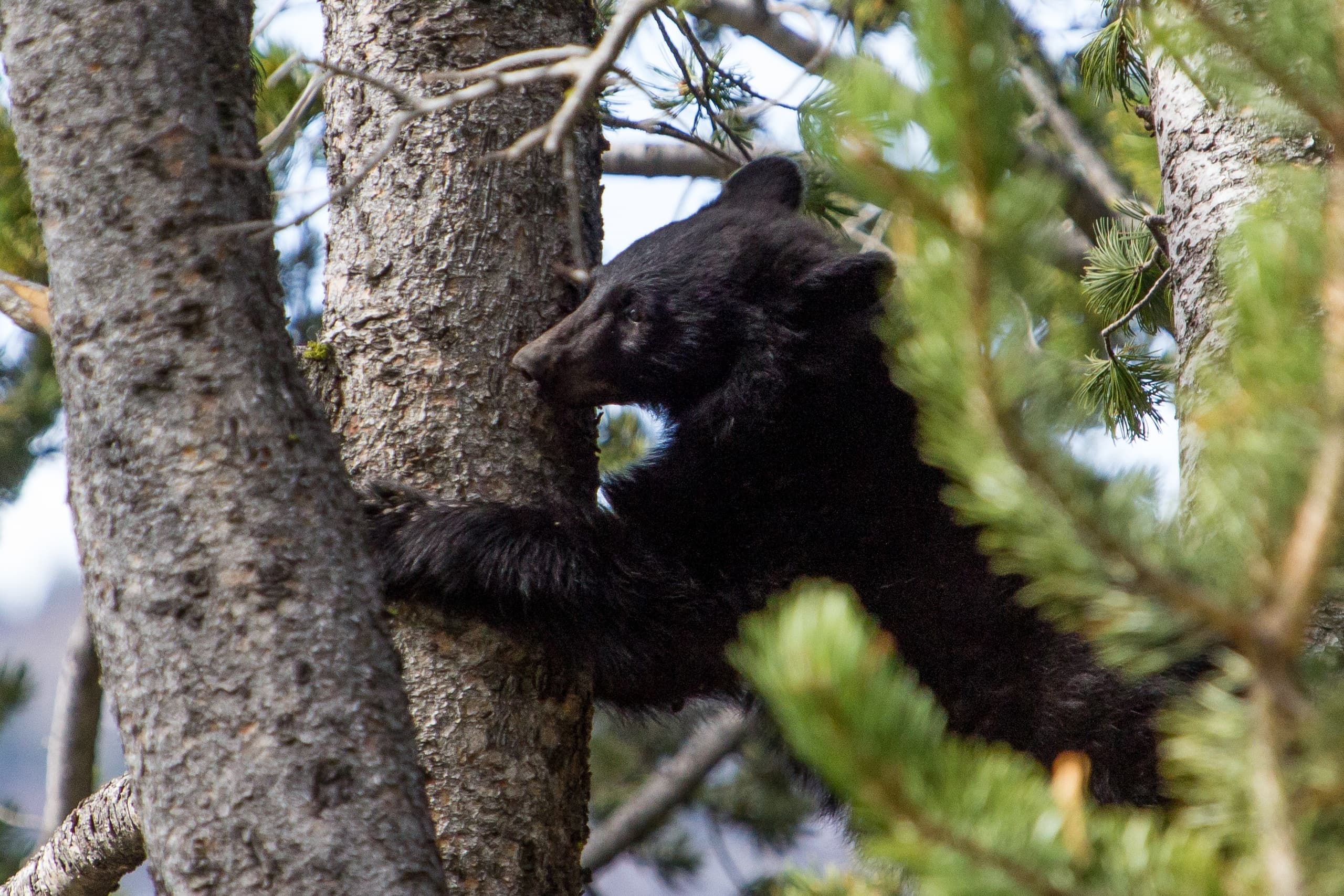Evening Wildlife Watching
