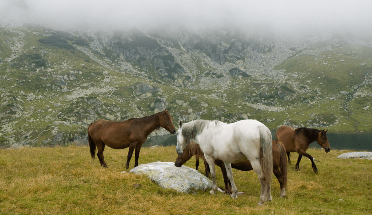 Tour Privado a caballo de 4 horas en Picos de Europa