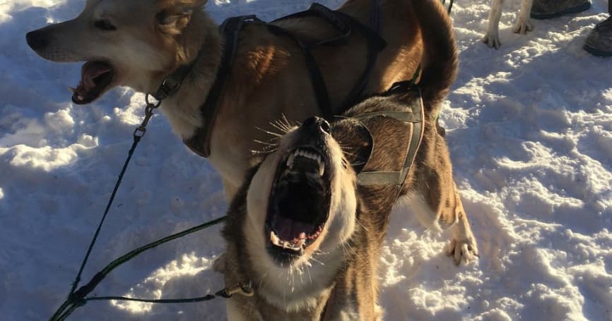 Morning Kennel & Mushing Tour