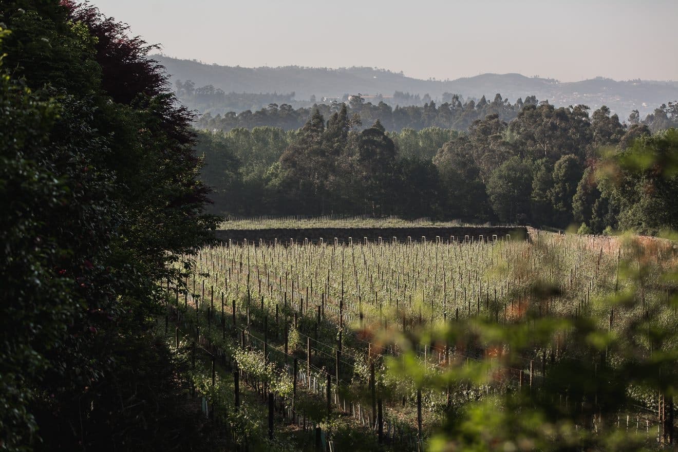 Visita às Vinhas