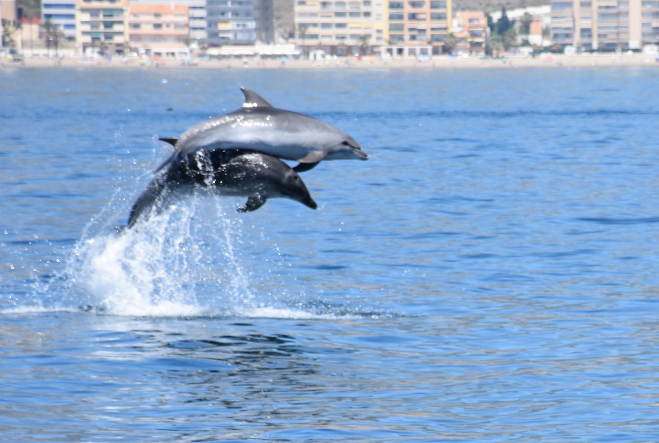 Benalmádena: Avistamiento de Delfines en Catamarán 🐬