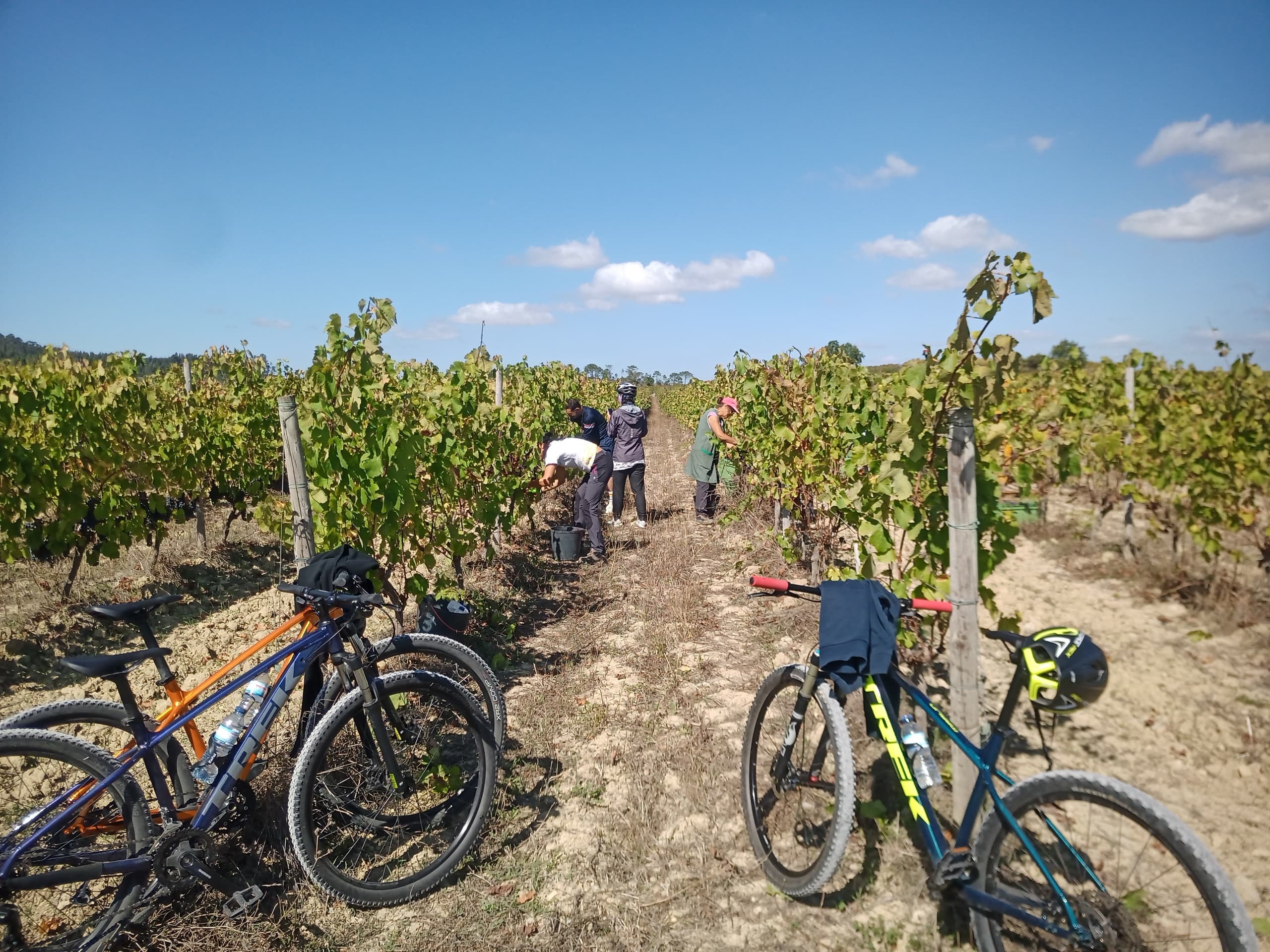 Cycling vineyards of Bairrada Route, full-day from Coimbra