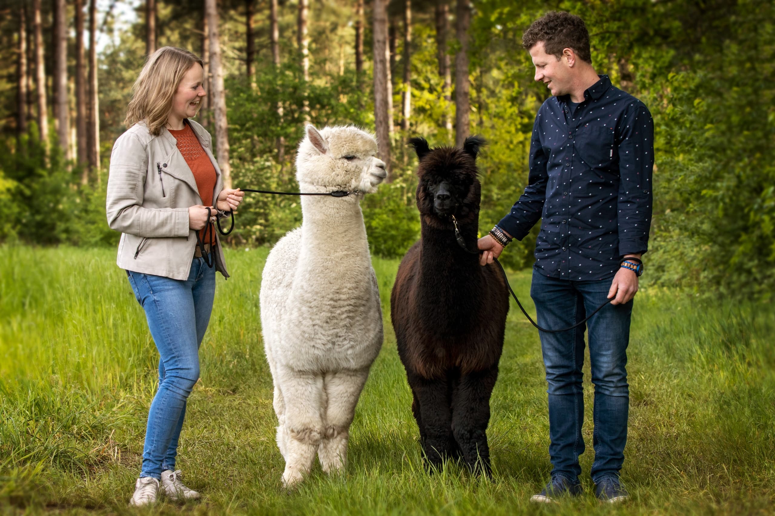 Alpaca privé wandeling met High Tea