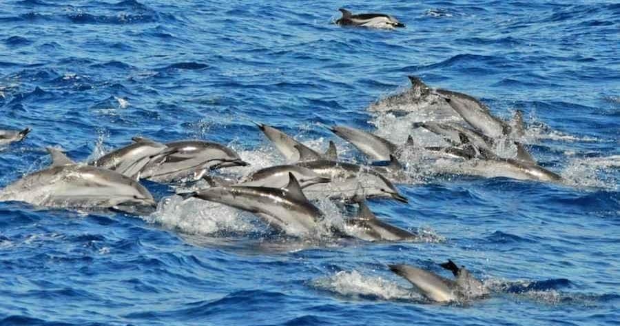 Delfines & Mercadillo