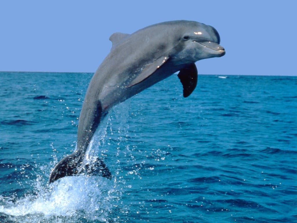 DOLPHIN TOUR SHARED CHARTER